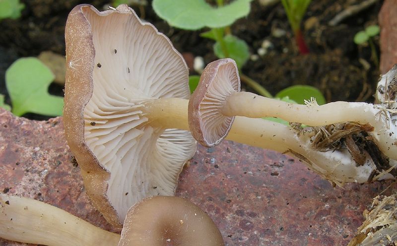 Ci vedrei una Simocybe sp....ma non mi tornano i conti....